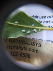 Aleuroplatus coronata