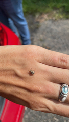 Pseudocneorhinus bifasciatus