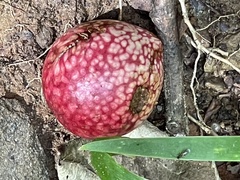 Amphibolips quercusjuglans