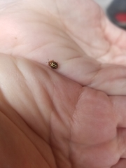 Agroiconota bivittata