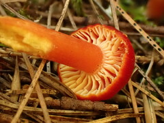 Hygrocybe punicea