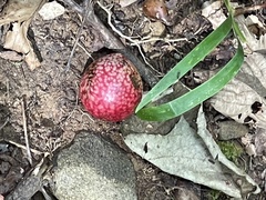 Amphibolips quercusjuglans