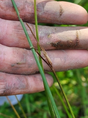 Carex stricta