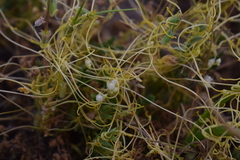 Cuscuta chilensis