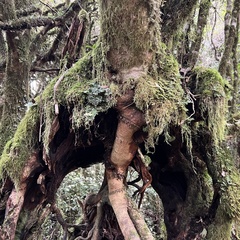 Pterophylla racemosa