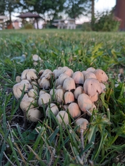Micacei