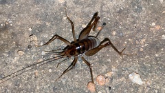 Tachycines asynamorus