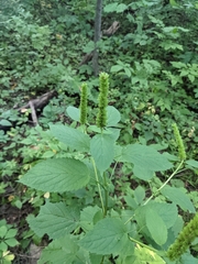 Agastache nepetoides