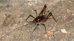 Tachycines asynamorus