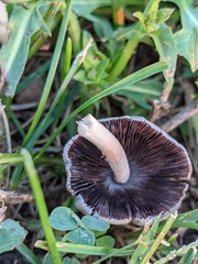 Micacei