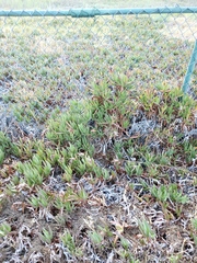 Carpobrotus edulis