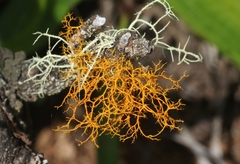 Teloschistes flavicans