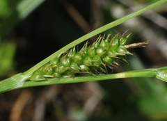 Carex wahuensis