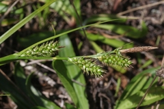 Carex wahuensis