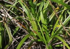 Carex wahuensis