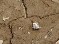 Heliopetes domicella