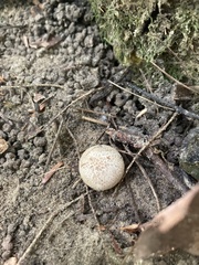Scleroderma areolatum