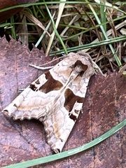 Phlogophora periculosa