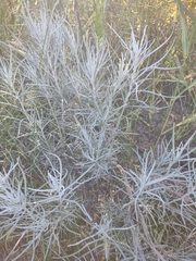 Senecio flaccidus