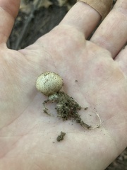Scleroderma areolatum