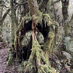 Pterophylla racemosa