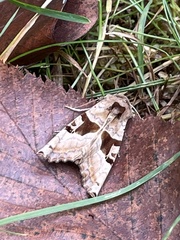 Phlogophora periculosa