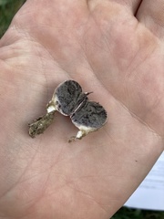 Scleroderma areolatum