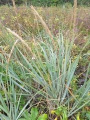 Leymus mollis