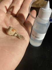 Scleroderma areolatum