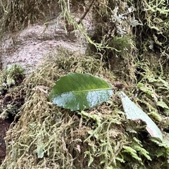 Pterophylla racemosa