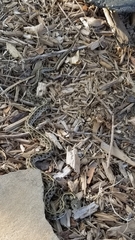 Thamnophis marcianus