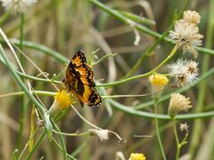 Chlosyne californica