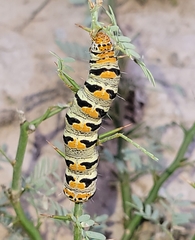 Euscirrhopterus gloveri