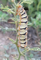 Euscirrhopterus gloveri