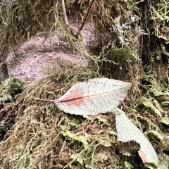 Pterophylla racemosa