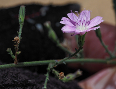 Stephanomeria exigua