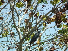 Geranospiza caerulescens