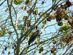 Geranospiza caerulescens