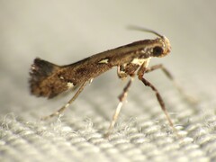 Caloptilia