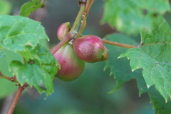 Ampelomyia vitispomum