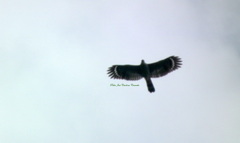 Geranospiza caerulescens