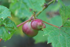 Ampelomyia vitispomum