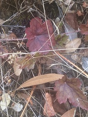 Heuchera micrantha