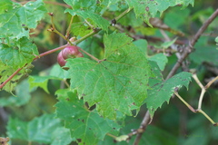 Ampelomyia vitispomum