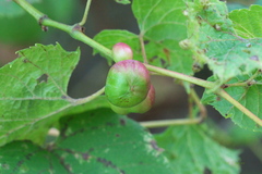 Ampelomyia vitispomum