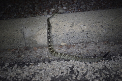 Crotalus ornatus