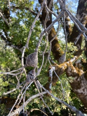 Protobalandricus spectabilis