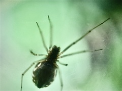 Frontinella pyramitela