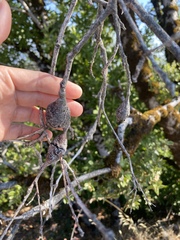 Protobalandricus spectabilis