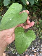 Dioscorea polystachya